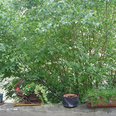 Apartment Les Aubettes Jumeaux