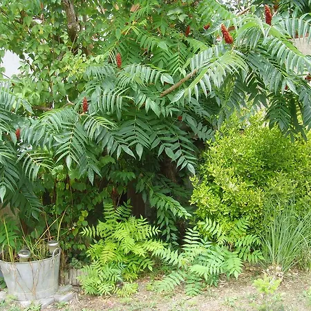 Les Aubettes * Jumeaux