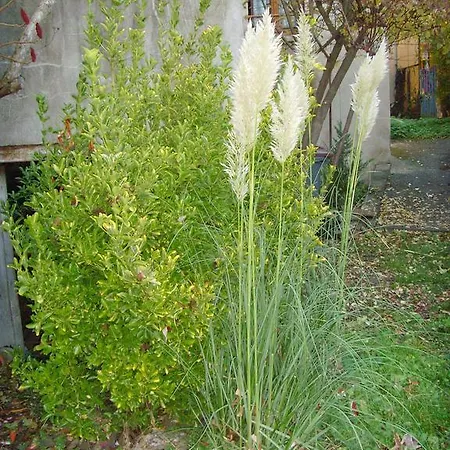 Les Aubettes